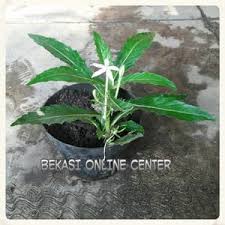 Bunga kitolod obat mata alami dan herbal. Daun Kitolod Bunga Kitolod Kembang Kitolod Obat Mata Jual 212312 Shopee Indonesia