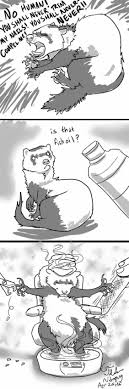 15 Hilarious And Adorable Ferret Memes Funny Ferrets Pet Ferret Ferret
