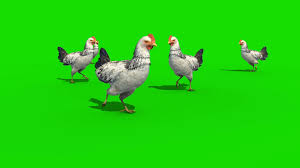 The jersey giant weigh up to 13 pounds, but they are slow growers who need a lot of food. White Chicken 3d Model Animated Pixelboom