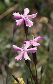 Image result for Hermbstaedtia linearis