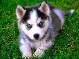 Learn how to do just about everything at ehow. Siberian Husky Hd Wallpaper Free Husky Dog Downloads