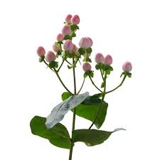 Image result for Hypericum