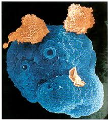 Image result for Entada bacillaris