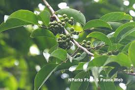 Image result for Margaritaria