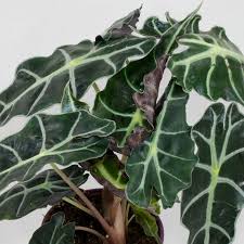 Wegen der vielen bilder kann das laden länger dauern. Alocasia Reginula Alokasie