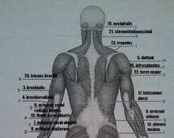 Card Image Muscular System Gross Anatomy Anatomy