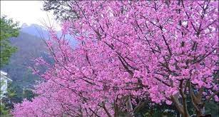 春天到了満山遍野的河津櫻蓮臺山妙音淨宗學苑 plants doctor