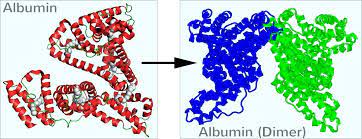 Albumin Aufbau Funktion Normalwerte