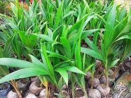 Kelapa matag terdiri dari 3 jenis.cn13.14.15,.hijau kuning dan gold.f2 buah dari pokok kelapa matag.cirinya masih ikut induk. Bumi Hijau Nursery 002279488 D Benih Pokok Kelapa Matag F1
