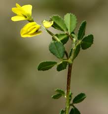 Image result for Trigonella