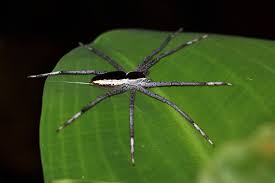 Grass spider webs are ubiquitous on evergreen shrubs and tall grass. Nursery Web Spider Wikipedia