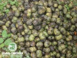 Image result for Ricinodendron