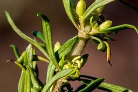Image result for Anthospermum ammannioides