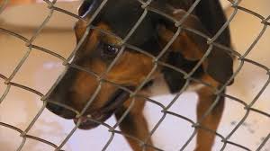Pet friendly raleigh hotels and motels are listed below along with the pet policy we list the best petfriendly raleigh north carolina hotel and motel rooms allowing pets or dogs. Hurricane Dorian North Carolina Animal Shelters Taking In Pets Livestock Ahead Of Storm Abc11 Raleigh Durham