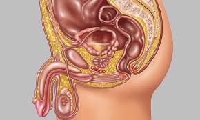 The first step in diagnosing testicular cancer is having a doctor or nurse do an exam to feel for any abnormal lumps or swelling. New Genes Help Identify Testicular Cancer Risk Rcni