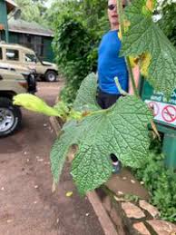 Image result for Peponium