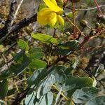 Image result for Chamaecrista wittei