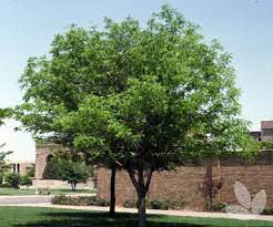 Chinese pistachio treeother common names: Pistacia Chinensis Chinese Pistachio Trees Speciality Trees