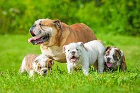 Part of the reason that blue frenchies are one of the most expensive dog breeds is because of the medical costs involved in the breeding process. How Much Should You Pay For An English Bulldog Puppy Pets4homes