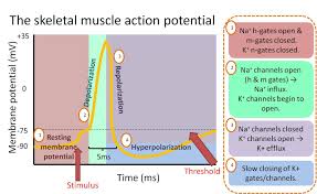 Skeletal Muscle Action Potential Skeletal Muscle Muscle Cardiac Muscle Cell