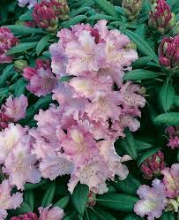 Rhododendron Yakushimanum Varie C03 25 30 Rhododendron Trees To Plant Plants