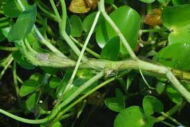 Image result for Heteranthera callifolia