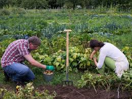 Garden fences and garden fencing helps set borders around perennial gardens, keep pests away from prized plants, and add privacy to any yard. Here Are The Best Native Plants For Charlotte Gardens Charlotte Nc Patch