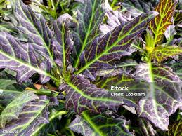 Image result for Gynura pseudochina