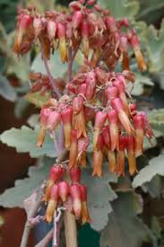 Image result for Kalanchoe pinnata