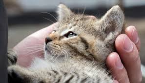 Without a doubt, pet owners naturally want to do everything possible to prevent cancer in their animal companions. Cats Bond With Caregivers Just As Much As Babies And Dogs