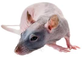 Now a major motion picture directed by denis villeneuve, starring timothée chalamet, zendaya a tonight show starring jimmy fallon summer reads nominee! Athymic Nude Rats Hsd Rh Foxn1rnu Mutant Rats