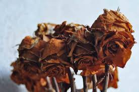 We did not find results for: Dead Roses Flower Beauty No Rain No Flowers Rose