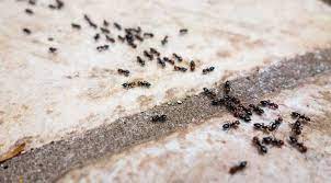 Finding out where they are coming from is the first step in achieving this. Can T Find Where Ants Are Coming From In My House