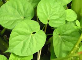 Image result for Alchornea laxiflora