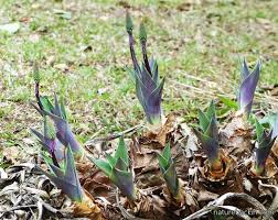 Image result for Cyathula natalensis