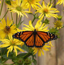 American plant exchange milkweed monarch butterfly attractant live plant, 6 pot, red, orange and yellow flowers. Butterfly Flower Mix Great Basin Seeds