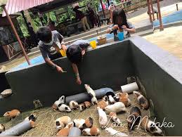 Harga tiket untuk zoo melaka & night safari. Melaka Zoo Admission Ticket In Melaka Malaysia Klook Malaysia