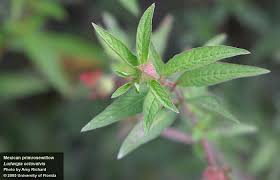 Image result for Ludwigia octovalvis