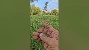 Image result for Dinebra retroflexa