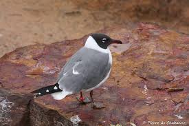 Image result for Linderniella gracilis