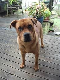 The rhodesian ridgeback is a medium to large sized athletic dog that's a member of the hound group. Rhodesian Ridgeback X Shar Pei X Pitbull Rhodesian Ridgeback Animals Pitbulls