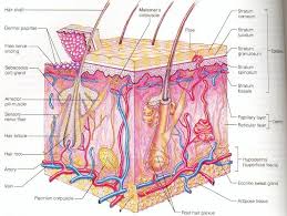 Human Epidermis Diagram Human Skin Diagram Human Skin