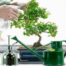 Almost any kind of tree or plant can be a bonsai, with the right care and styling techniques. Bonsai Care Bonsai Trees For Sale Uk