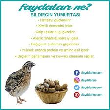 Bildircin Yumurta Bildircin Yumurtasi Bildircinyumurtasininfaydalari Faydaalri Zararlari Faydalarine Faydalarine Bildircin Saglik Saglikli