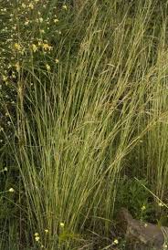 Image result for Hyparrhenia quarrei