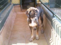 10 ιουνίου 2014 / 239. Kai Ton Giatrepsan Kai Brhkan Spiti Gia Ton Skylo Poy Ypefere Arrwstos Sto Brwmopoysi Kerateas Www Zoosos Grwww Zoosos Gr