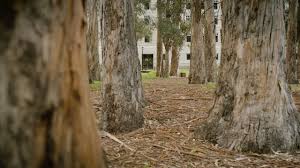 How Do You Pronounce Eucalyptus Globulus In English Use Youtube To Improve Your English Pronunciation Ythi