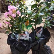 Tersedia bibit buah unggul dengan sertifkat deptan maupun bibit tanaman buah non sertifikat garansi toko utk keasliannya Jual Bibit Bunga Sakura Terbaru Harga Murah Blibli Com