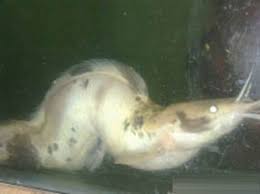 Anda akan bisa dengan mudah memperoleh ikan lele yang anda inginkan, jika menggunakan umpan yang pas. Diiklankan Rp 99 Juta Lele Putih Bengkok Menolak Makan Dan Mati