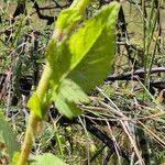 Image result for Crassocephalum montuosum